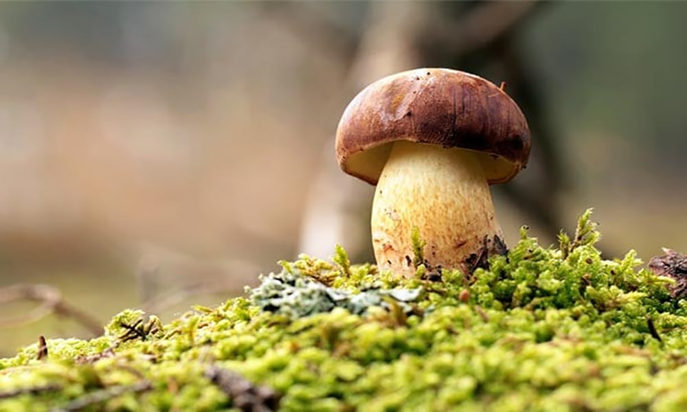 How to Discern Authenticity and Quality in Online Mushroom Edible Vendors