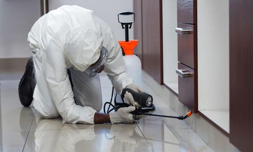 Are The Furniture Pieces Under Attack Discover the Ultimate Furniture Pest Control Solutions