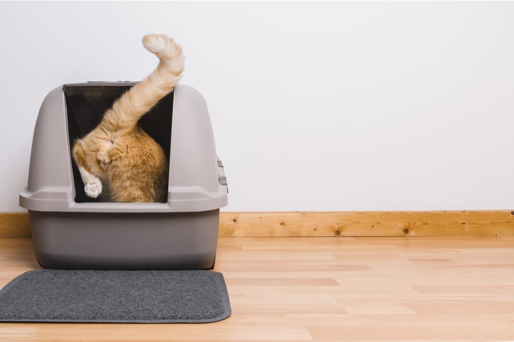The Importance and Benefits of a Large Cat Litter Box at your Behest 